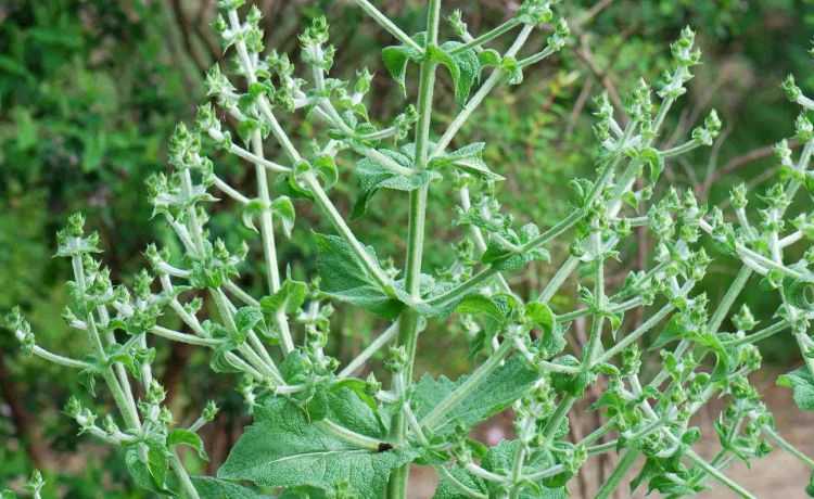 Salvia hispanica L.: què és i beneficis