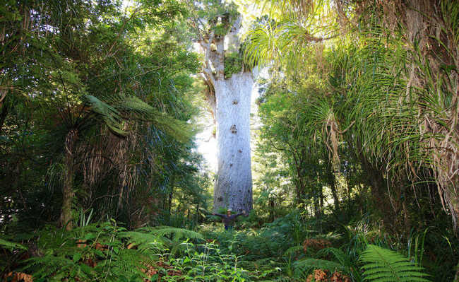 ป่า Waipoua นิวซีแลนด์