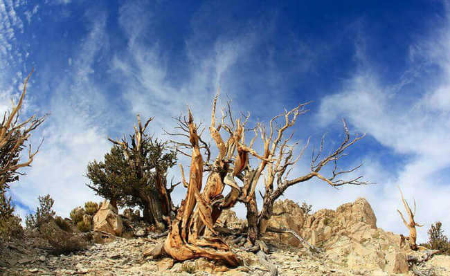 Древний сосновый бор Бристлеконе, Калифорния, США