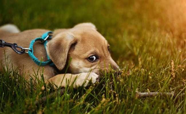 Propolis se bori protiv kožnih bolesti kod pasa i drugih kućnih ljubimaca