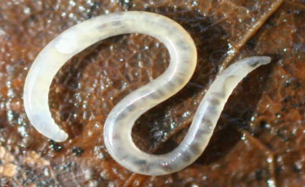 Enquitreids (Enchytraeidae)