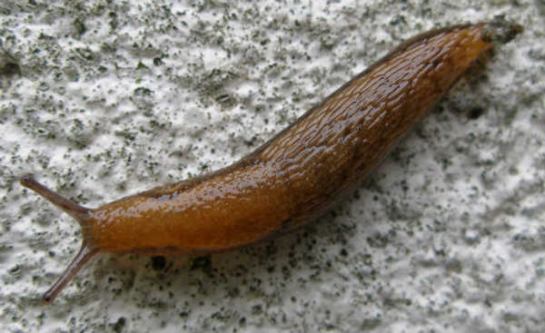 mga slug