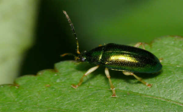 escarabats