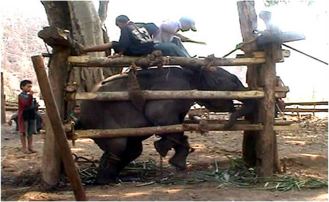 हाथी को घसीटा जाता है और पूरी तरह पीटा जाता है