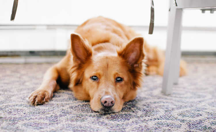 Дізнайтеся, як зменшити запахи, викликані вашою собакою в домашніх умовах