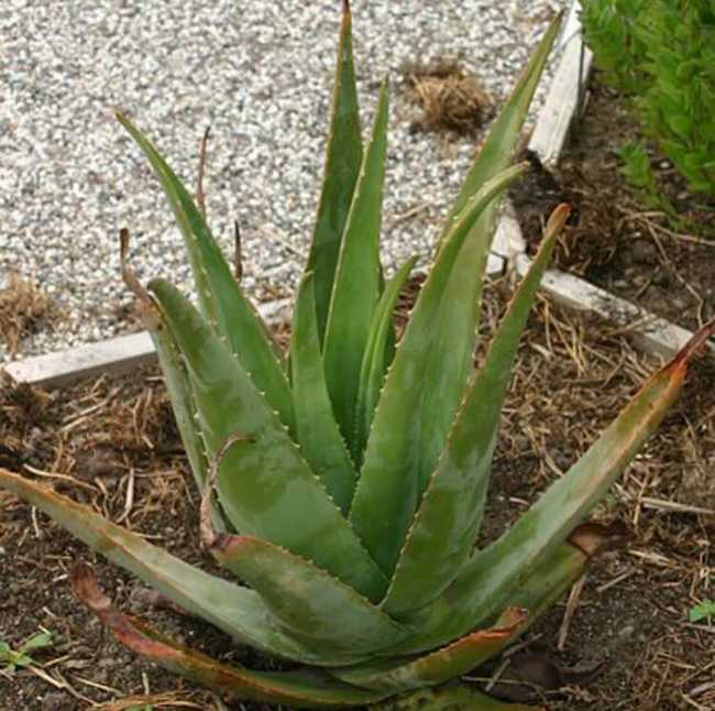 الصبار أو الألوة فيرا (Aloe barbadensis)