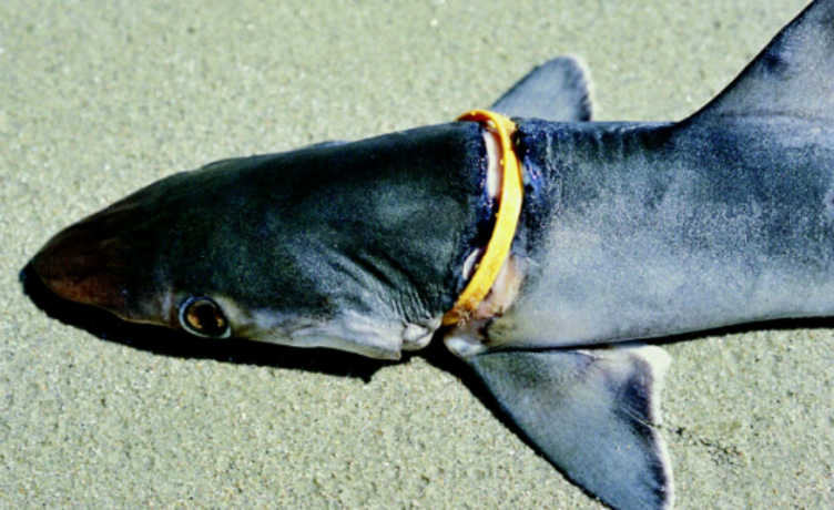 พลาสติกในทะเลสำลักฉลามและเป็นอันตรายต่อสัตว์ทะเลอื่น ๆ