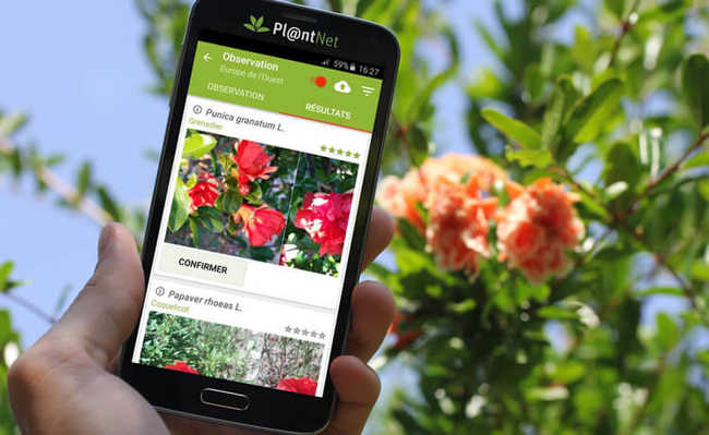 Identificació de plantes amb l'aplicació Pl@ntNet