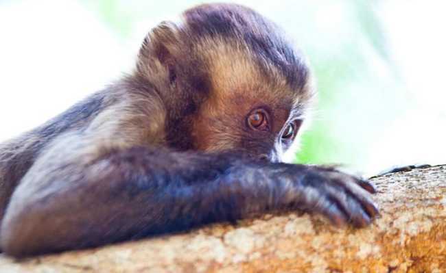 El mico no transmet febre groga, però ha estat atacat pels humans.