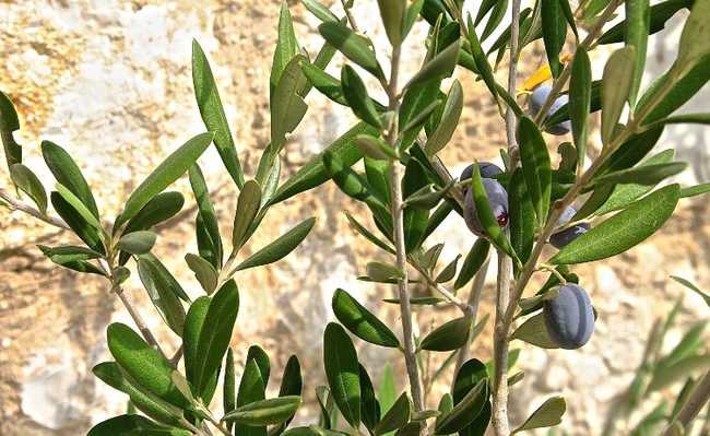 fulles d'olivera