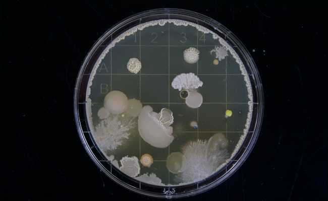 Знайте, что в вашем доме полно микробов