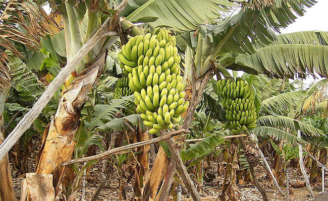 การใช้ยาฆ่าแมลงในสวนกล้วยในคอสตาริกามากเกินไปทำให้จระเข้ป่วย