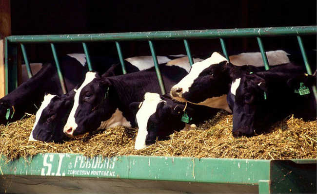 Et tüketimine yönelik yoğun hayvancılık çevreyi ve tüketici sağlığını etkiler