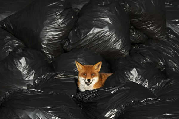 أكياس القمامة والقمامة