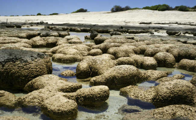ออสเตรเลีย: Stromatolites (จุลินทรีย์ที่อาศัยอยู่ในหิน) มีอายุสองพันถึงสามพันปี
