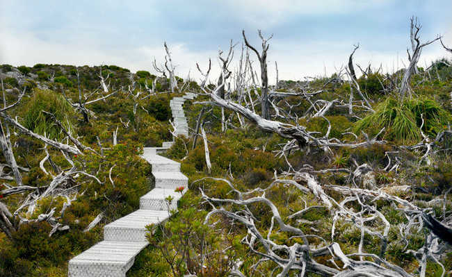 ออสเตรเลีย: Mount Red, Tasmania, มีต้นสน Huon ตาย 10,500 ปี