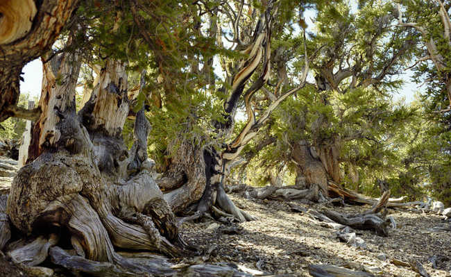 สหรัฐอเมริกา: ในแคลิฟอร์เนีย Bristlecone pine มีอายุมากกว่าห้าพันปี