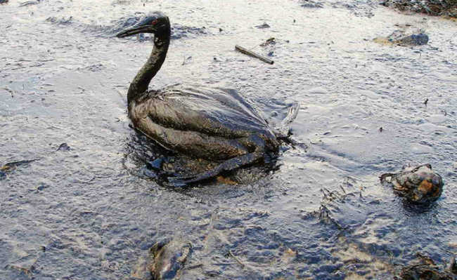 Ptica sa naftom, izlivanje nafte u Crnom moru