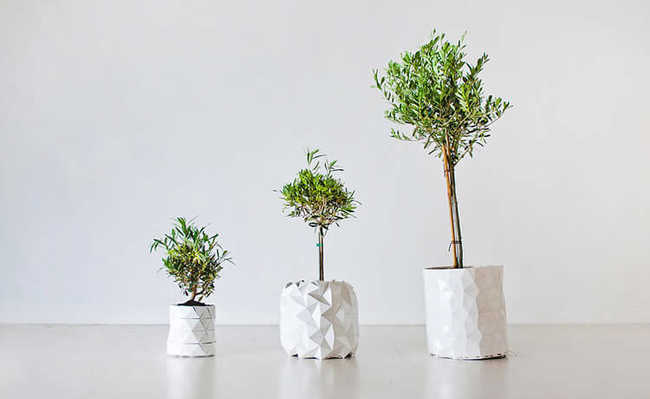 การเจริญเติบโต: กระถางที่เติบโตพร้อมกับต้นไม้