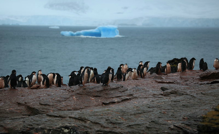 เพนกวินอาเดลีหลบโลกร้อน