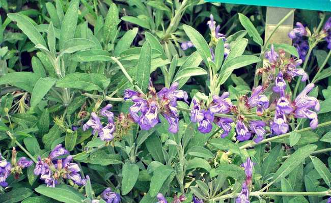 Salvia officinalis: ประโยชน์ที่ได้รับการพิสูจน์ทางวิทยาศาสตร์