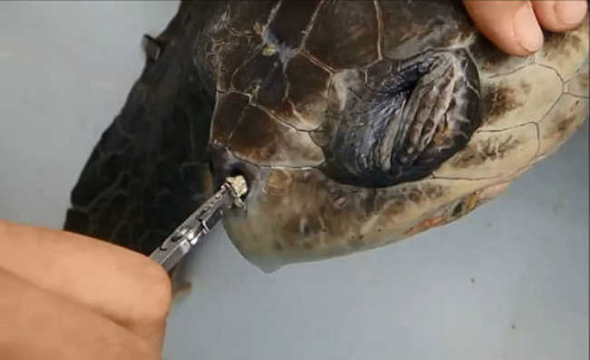 palla de plàstic enganxada a la fossa nasal de la tortuga