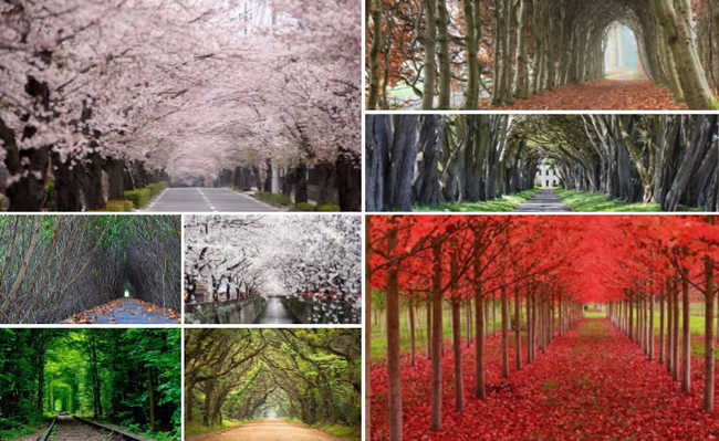 Osam tunela drveća koji oduzimaju dah širom sveta