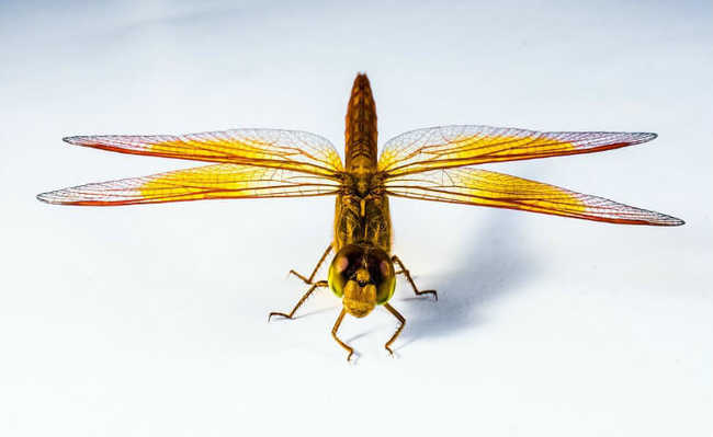 Прототипи вітрогенераторів, натхненні крилами комах, ефективніші на 35%.
