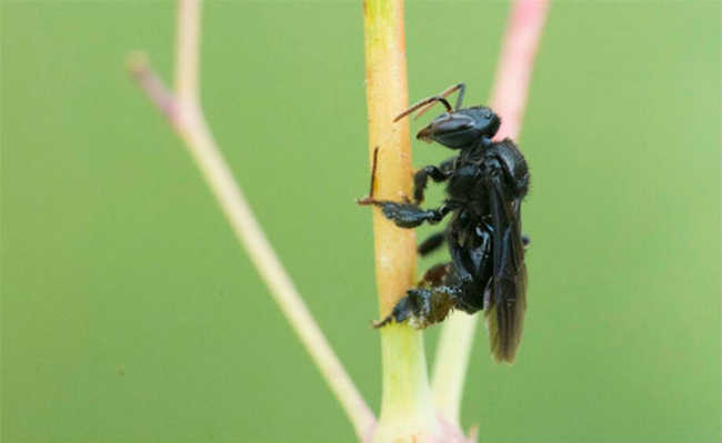 Бразильские пчелы способны занимать деградированные территории, компенсируя сокращение численности других опылителей.