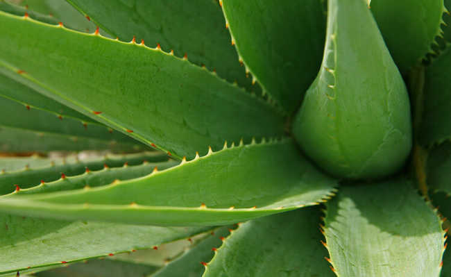 Aloe: cilt, saç ve daha fazlası için faydalar