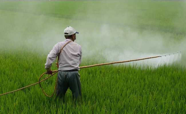 Glyphosate: thuốc diệt cỏ được sử dụng rộng rãi có thể gây ra các bệnh chết người