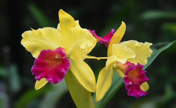 Каттлея Орхидея