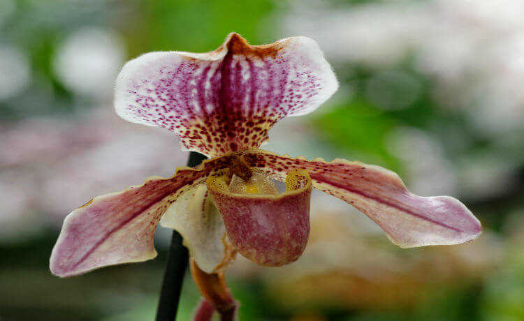 Орхидея пафиопедия