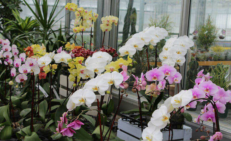 orquídies