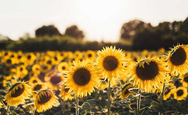 Ulei de floarea soarelui: aflați despre beneficii și proprietăți
