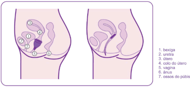 자궁 경부의 높이와 관련된 수집가의 해부학에 대한 인포 그래픽