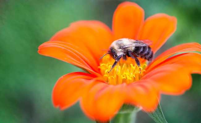 Важность пчел
