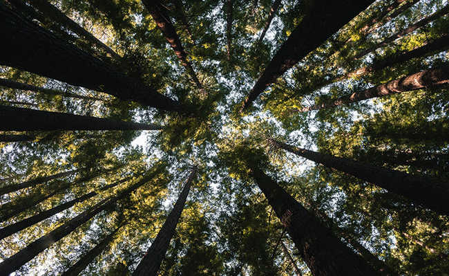 خدمات النظام البيئي للغابات