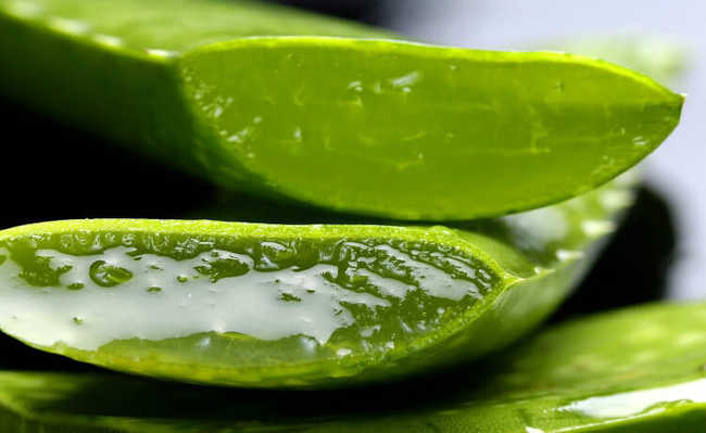 Aloe vera: beneficiile aloe vera, cum se folosește și pentru ce este