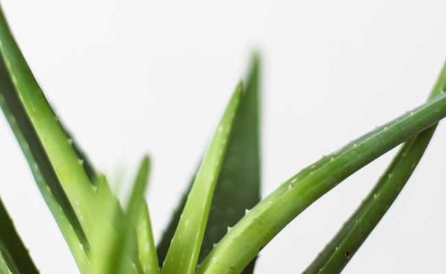 Aloe'yi beş tarifle saçınızda nasıl kullanabilirsiniz?