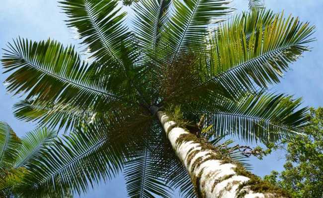 Hurmanın juçara kalbinin çıkarıldığı palmiye ağacı doğada yok olmaya yakın olabilir
