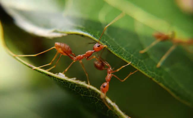 개미를 자연적으로 퇴치하는 방법