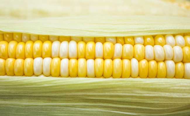 转基因玉米：它是什么和危害