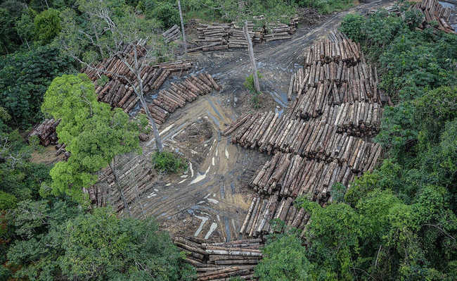 Что такое вырубка лесов?