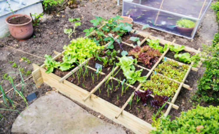 1 वर्ग मीटर सब्जी का बगीचा