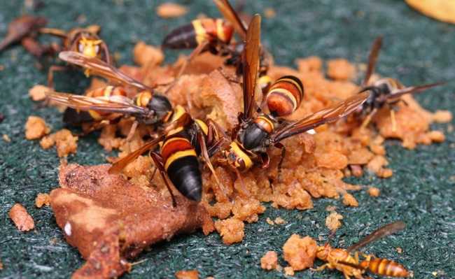হত্যাকারী wasps