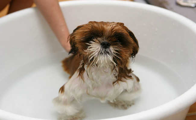 ดูวิธีการอาบน้ำให้สัตว์เลี้ยงของคุณในทางที่ดีต่อเขาและสิ่งแวดล้อม