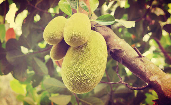 Jackfruit의 이점은 무엇입니까?
