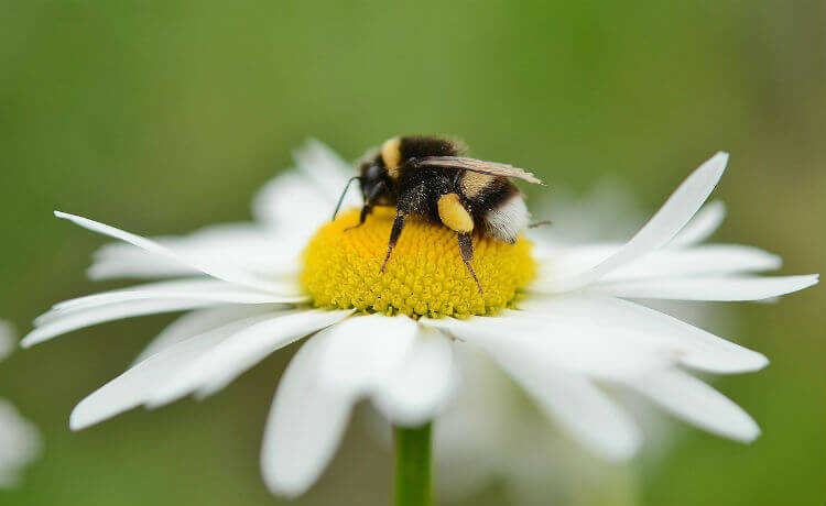 extinció de les abelles